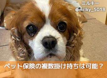 ペット保険の複数掛け持ちは可能?おすすめの併用方法も紹介!のサムネイル画像